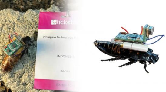 Mahasiswa Undip ciptakan Kecoak Cyborg untuk deteksi korban bencana [inews]