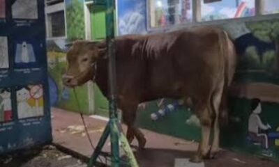 Sapi kurban dari Wapres Gibran [instagram]