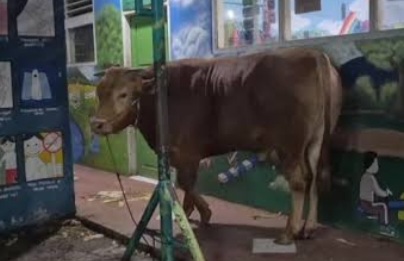 Sapi kurban dari Wapres Gibran [instagram]