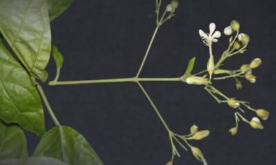 Clerodendrum ismaili H.Sant. & Sudarmono [instagram]