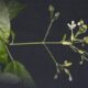 Clerodendrum ismaili H.Sant. & Sudarmono [instagram]