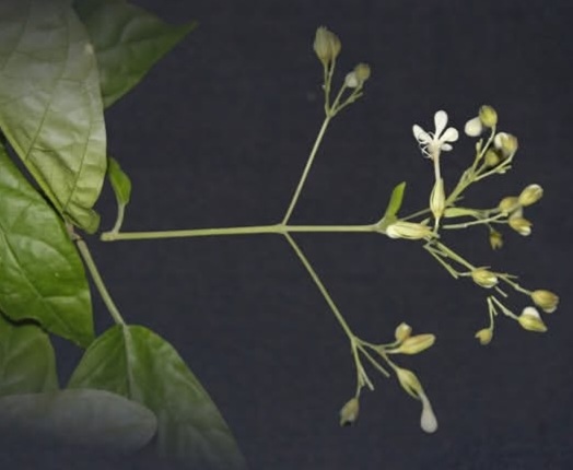 Clerodendrum ismaili H.Sant. & Sudarmono [instagram]