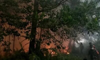 Ilustrasi kebakaran hutan di Kalimantan Barat [kongkrit]