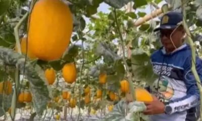 Ilustrasi greenhouse melon hidroponik di Jombang [tribunnews]