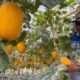 Ilustrasi greenhouse melon hidroponik di Jombang [tribunnews]