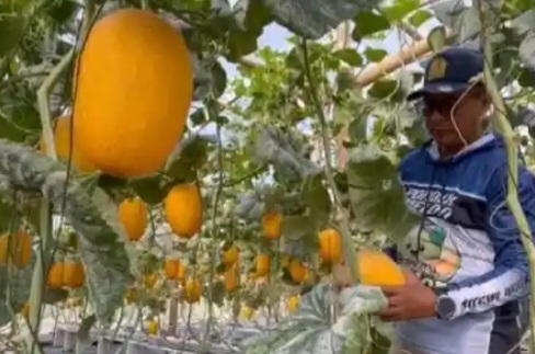 Ilustrasi greenhouse melon hidroponik di Jombang [tribunnews]